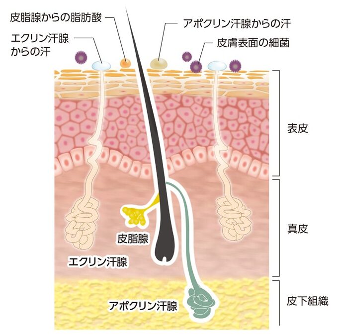 汗治療(ワキガ、腋臭症)について|豊田たいが皮フ科・形成外科・美容皮膚科|豊田市